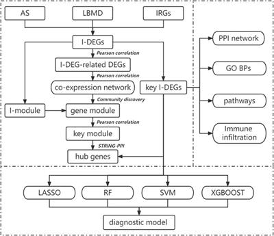 Immune mechanism of low bone mineral density caused by ankylosing spondylitis based on bioinformatics and machine learning